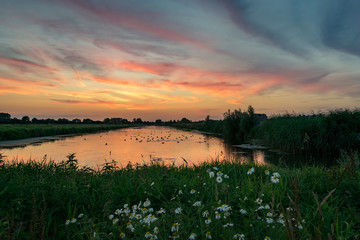 Colorful sunset over a lake in Holland with flowers in the foreground