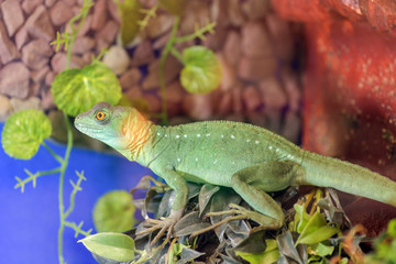 Basiliscus basiliscus,  Basiliscus plumifrons. Large green Basilisk Shlemonosny sitting on a tree branch in the terrarium..