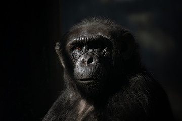 Chimpance en la oscuridad