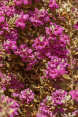 Fototapeta premium Vertical background from flowered Texas sage bush