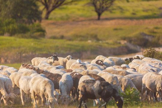 A big herd of sheep walking along the grass