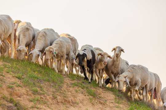 A herd of sheep standing at hill at sunset