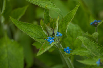 blue flower, forget-me-not