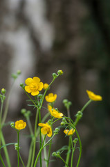 yellow flower, buttercup