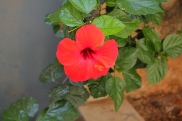Greek flower