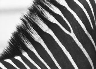 Zebras.