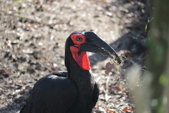 Calaos terrestres