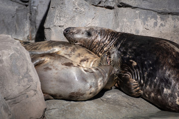 Focas grises descansando