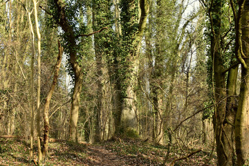 Dark gloomy mysterious forest in the morning. 