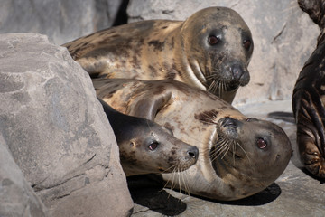 Obraz premium Focas grises descansando