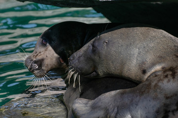 Focas grises descansando