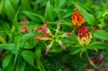 red, yellow, purple flower, fire lili