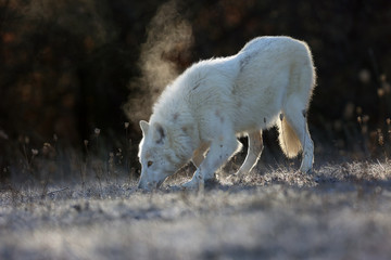 The Hudson Bay wolf (Canis lupus hudsonicus) subspecies of the wolf (Canis lupus) also known as the grey/gray wolf. Young female in a frosty morning.