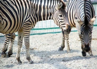 Fototapeta na wymiar Zebras.
