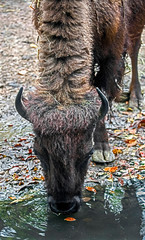 Bison female. Latin name - Bison bison