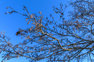 Erlenzweige mit Knospen vor blauem Himmel