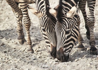 Fototapeta na wymiar Zebras.