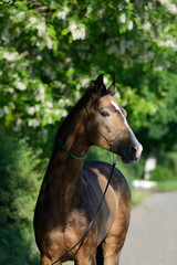 Obraz premium Portrait of a buckskin Akhal Teke stallion standing in the shade of lilac treesi n show halter. Vertical, front view. 