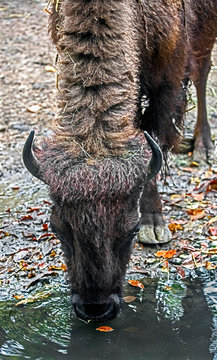 Bison female. Latin name - Bison bison