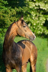 Portrait of a buckskin Akhal Teke stallion standing in the shade of lilac treesi n show halter. Vertical, front view. 