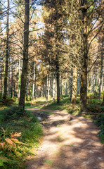 Fototapeta premium Mountains in the spanish basque country in a sunny day