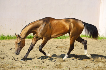 Golden buckskin Akhal Teke stallion runs in a paddock along white wall. Horizontal, side view, in motion.