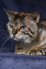 Close up of a tabby cat resting on the blue background. Vertical, front view, portrait.