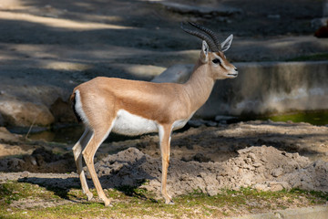 Macho de gacela dorcas