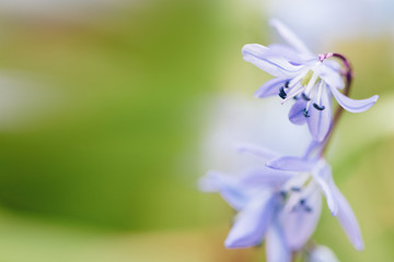bloom of the first spring flowers in close-up, snowdrops or woods blue color