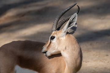 Retrato de una gacela dorcas