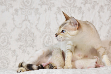 Light beige cat proteting her kittens. Horizontal, side view.