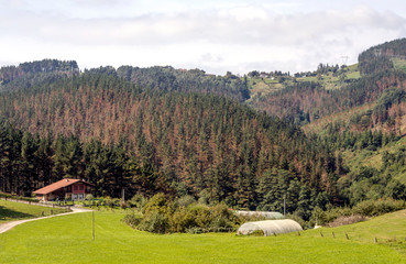 Fototapeta na wymiar Meadows in rural village in the spanish basque country in a sunny day.
