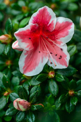 Obraz premium white, pink flower, lily