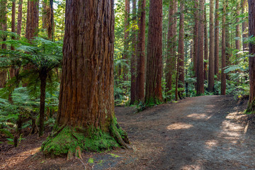 New Zealand. Rotorua. Whakarewarewa Forest - The Reedwoods (Californian Redwoods). Selective focus in the foreground
