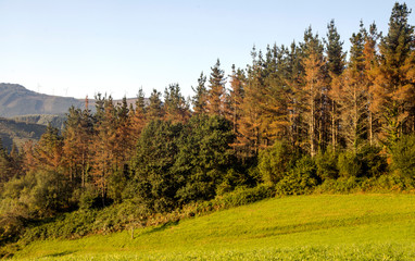 Meadows in rural village in the spanish basque country in a sunny day.