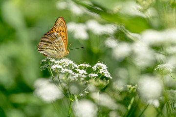 Schmetterling 7