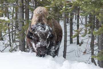 Bison in Yellowstone National Park during winter