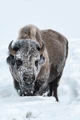 Bison in Yellowstone National Park during winter © Dale