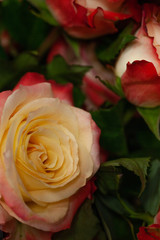 fresh rose bouquet