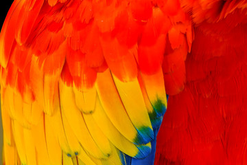 Fototapeta premium Scarlet Macaw Feathers Close Up