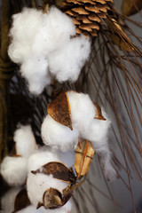 Cotton Bolls