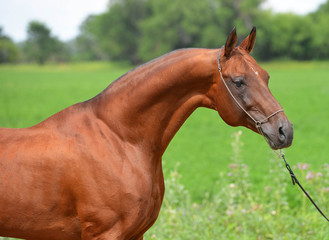 Fototapeta premium Portrait of chestnut Akhal Teke stallion posing in show chain halter in the field. Horizontal, side view, close up.
