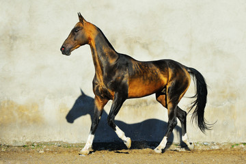 Dark buckskin Akhal Teke stallion runs in trot along white wall. Horizontal, side view, in motion.