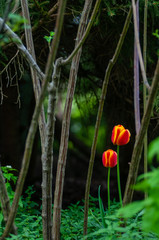 red, orange flower, tulip