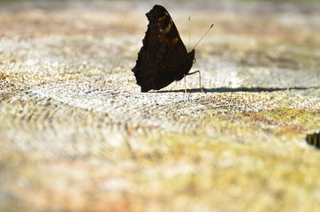 Schmetterling auf Holz