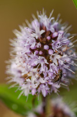 white flower, wildflower mint