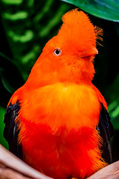 Orange Andean Cock of the Rock Bird