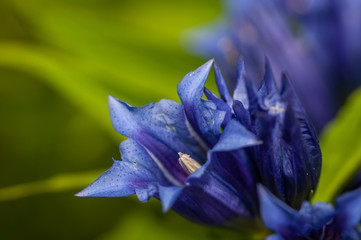 blue flower, stemless gentian