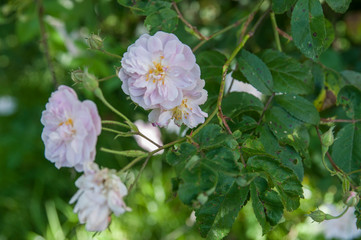 white flower, rose