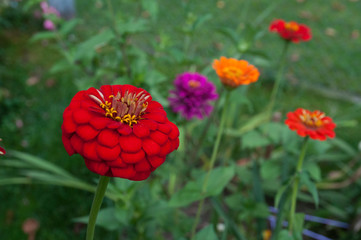 red, orange, purple flower, zinnie